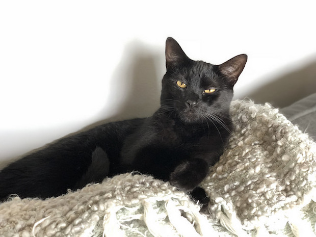Black cat with yellow eyes sitting on blanket