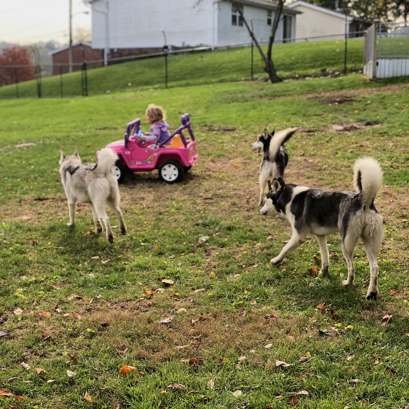 Siberian huskies running around yard with toddler in Power Wheel Jeep