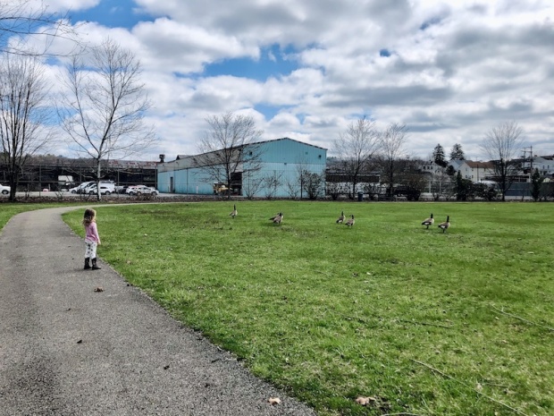 Toddler watching geese at park