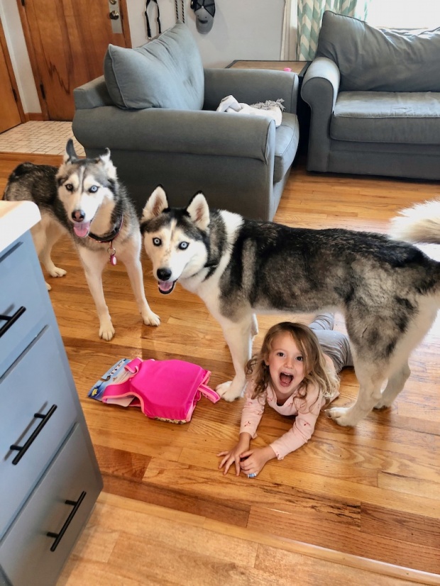 Little girl with two Siberian huskies