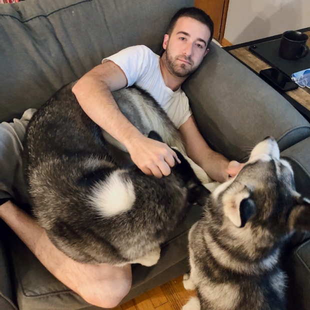 Guy laying on couch with Siberian huskies
